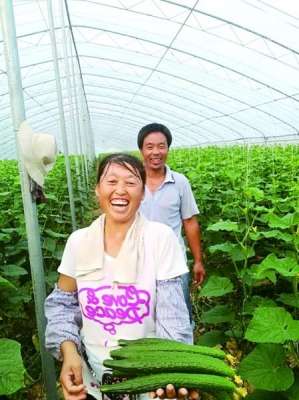 大棚种植黄瓜收入(济南有个“中国黄瓜之乡”，黄瓜年产值超15亿元，村民年纯收入30万元)