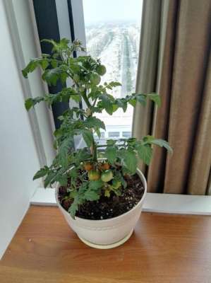盆栽小番茄种植(阳台种小番茄，记住“两点”，长势旺，一棵1000个果，全家吃不完)
