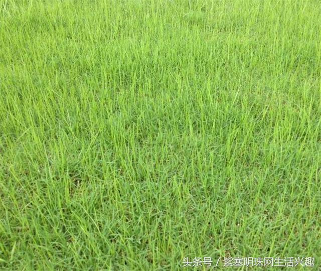 「紫塞明珠三农苗木」安徽绿源草坪种植有限公司让美丽和浪漫同在