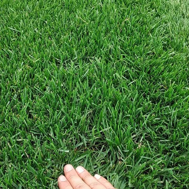 草坪绿化王者，具有强大的护坡能力的草种—剪股颖