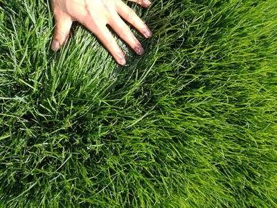 草坪绿化王者，具有强大的护坡能力的草种—剪股颖