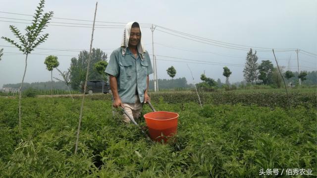 农村人一块田种植3种作物，亩效益轻松过万，还被当成了副业？