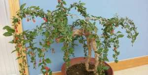 枸杞盆栽种植技术(在家种枸杞盆栽，一截老桩，好看好养，夏天蹭蹭长，好吃又养颜)