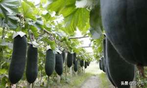 冬瓜的栽培与种植技术(想要冬瓜长得好长得快，收下这篇冬瓜种植技术及水肥管理技巧)