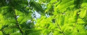 金叶水杉种植(水杉盆景养殖方法)