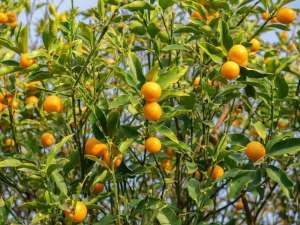 柑橘的种植方法(橘子树盆栽，一结果满树金灿灿，日常如何养，容易果实累累)