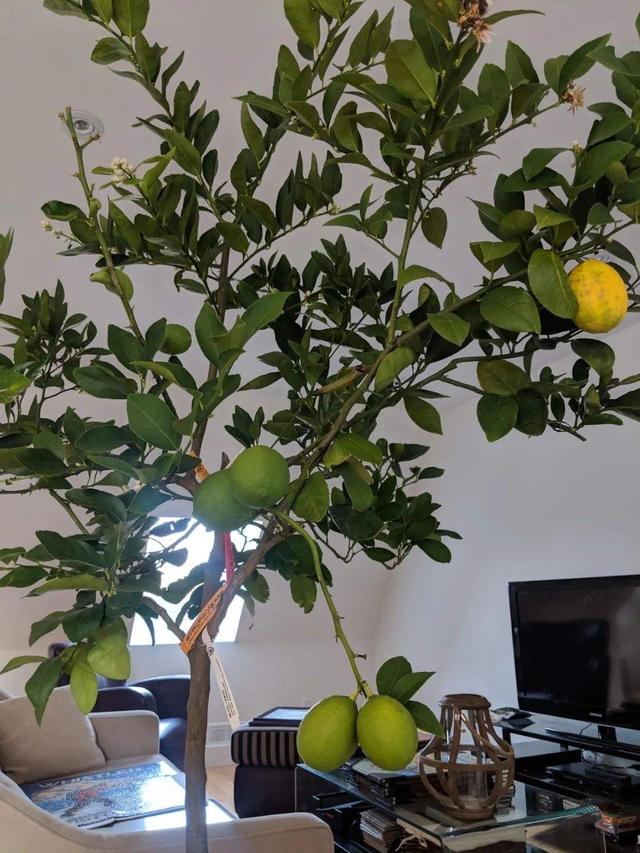 阳台露台种1棵柠檬，3个种植诀窍，花香果实多，一年不用买柠檬