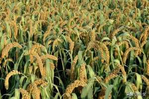 黄小米种植(种植小米一亩挣多少，利润大不大？)