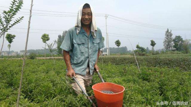 农村人一块田种植3种作物，亩效益轻松过万，还被当成了副业？