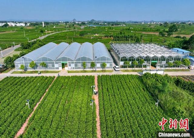 “中国茉莉之乡”广西横州借数字化促茉莉花产业“飘香”世界