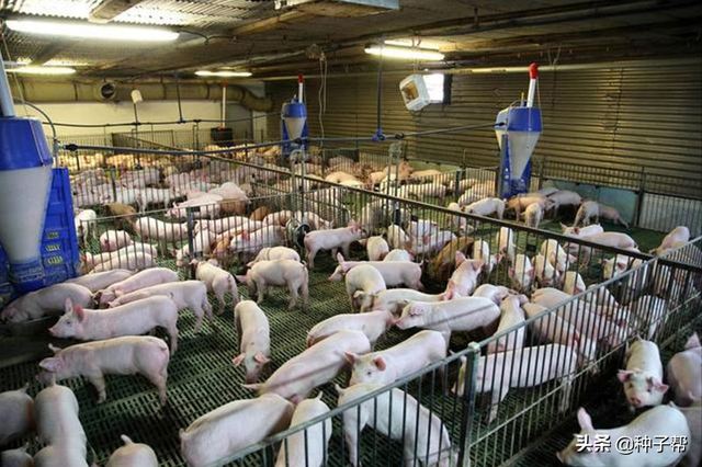亩产达2万公斤，鲁梅克斯，液态饲喂技术，一亩地能喂养上百头猪