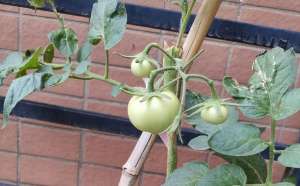 番茄种植工具(种植番茄这样整枝打杈去管理，长势壮、结果多、个头大、产量高)