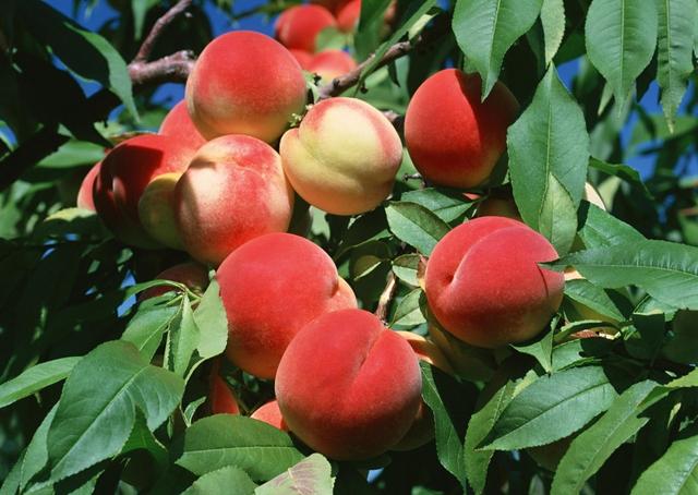 农民栽培红桃，这10个方面要了解，可有效增产丰收