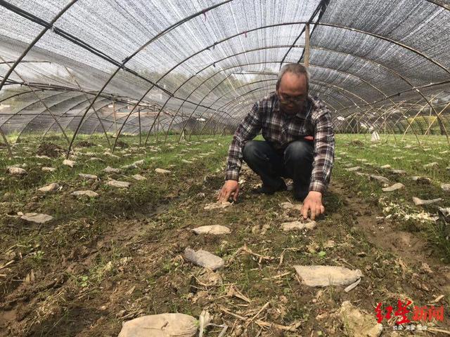 四川农民工在外打工20年 年过半百回乡种羊肚菌卖到欧洲