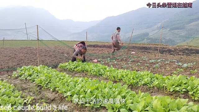 28岁聪和40岁妻子挖菜苗地里栽，为了多赚钱冒雨又种豆...