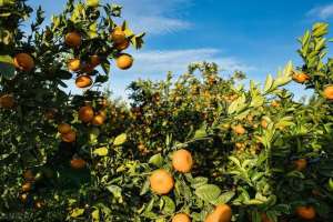 柑橘苗种植(柑橘果树高接换种，需要注意这五条)