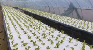 温室大棚可以种植什么(高产还省工的水培新方式，冬季种植生菜，保温好，长势快)