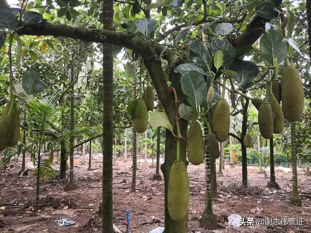 海南风光美（011）菠萝蜜结在树上的样子