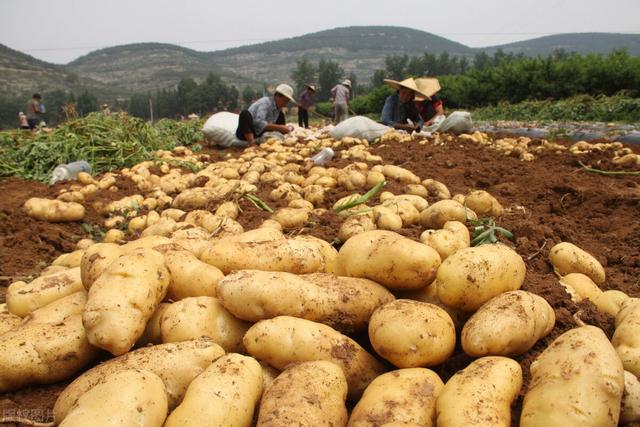 土豆种植巧用四个小妙招，结的多、个头大，果面光滑产量高