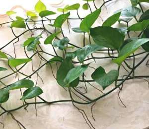 大绿箩种植(养绿萝怎样长得快？5个“小细节”，3个月长出2米长，叶绿气根多)