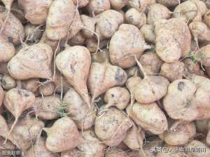 豆薯的种植方法(黄瓜套种豆薯栽培技术，学会这几步，轻松大丰收)