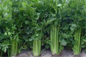 芹菜的反季节种植技术(夏季芹菜种植技术)