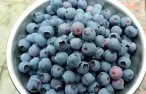 怎么用蓝莓种植蓝莓(想要从0开始学种蓝莓？这份“大神指南”送给你)