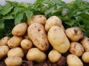 大棚土豆种植方法(大棚土豆变金豆，亩收入过万，他是如何做到的？老农只用了两招)
