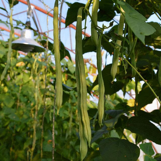 泓农生物｜白不老豆角种植技术，好吃又高产，采收期长达半年以上
