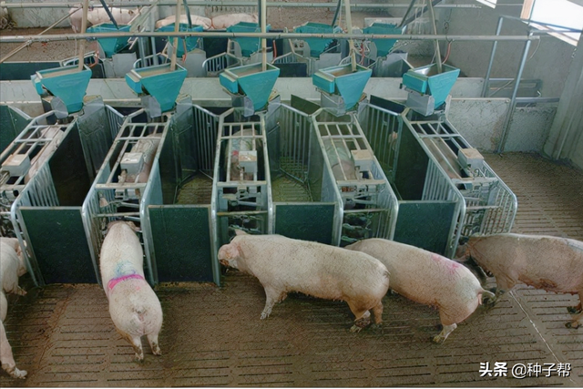 亩产达2万公斤，鲁梅克斯，液态饲喂技术，一亩地能喂养上百头猪