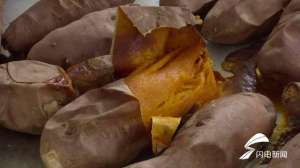 山东省红薯种植基地(102秒丨香甜、松软还流汁儿记者探访年产3亿斤的德州红薯种植村)
