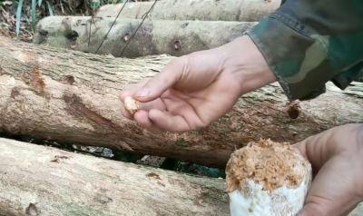 椴木香菇种植，接种很重要，3个步骤3个注意要做好