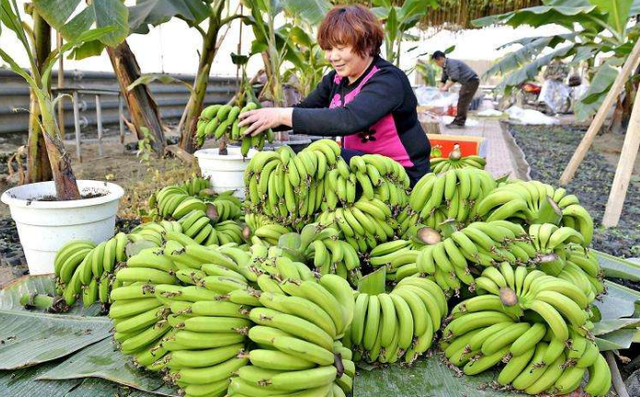 把握好香蕉的这些种植方法，年年大丰收，不再是梦想