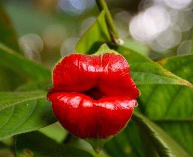 一种红花长相奇特，远看就似红火嘴唇，怪不得叫“嘴唇花”