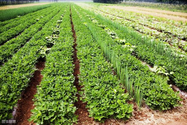 露地蔬菜种植时，做好这几点，种出优质高产蔬菜