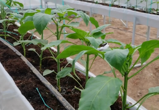 无土栽培高产小技巧，掌握好4个方面，辣椒结果多产量高