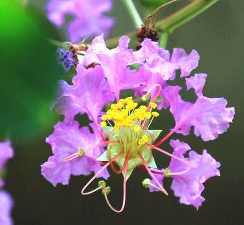 想要养好“紫薇花”做到这“4点”，枝繁叶茂，轻松爆盆