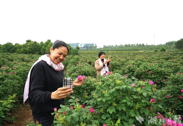 兴隆镇着力打造集特色产业，玫瑰种植每亩可增收2000元