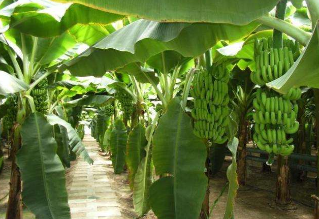 把握好香蕉的这些种植方法，年年大丰收，不再是梦想