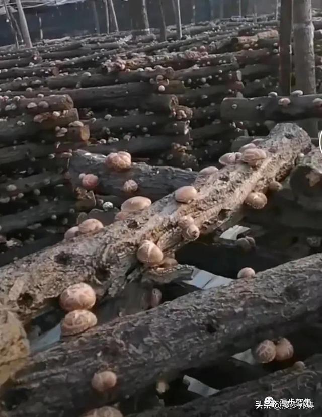 那些年泌阳县郭集全民种植的椴木香菇