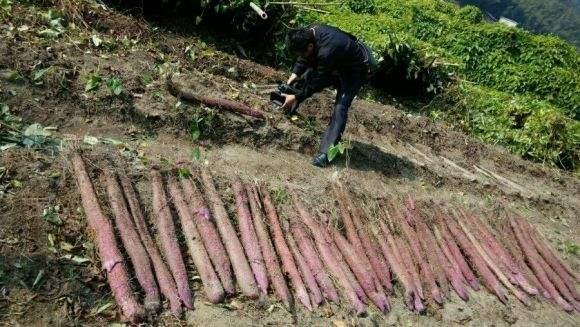 紫玉淮山高产栽培技术，做好大田管理和病虫害防治，确保优质增产