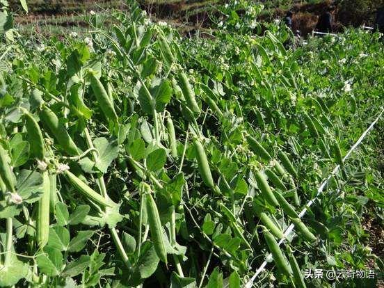 甜脆豌豆的市场走俏，来看看怎么种植