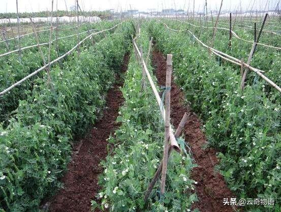 甜脆豌豆的市场走俏，来看看怎么种植