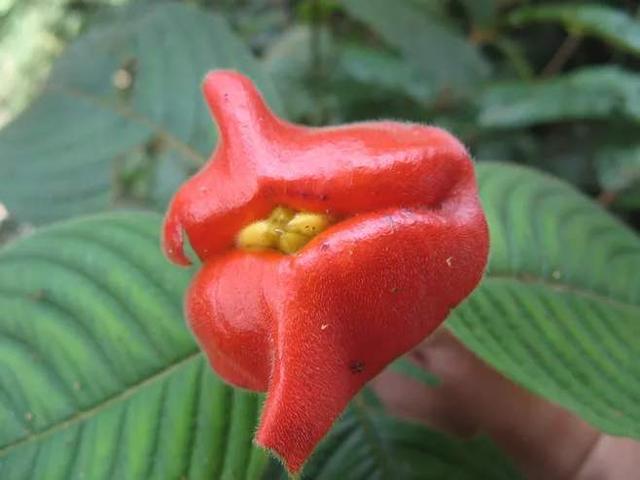 一种红花长相奇特，远看就似红火嘴唇，怪不得叫“嘴唇花”