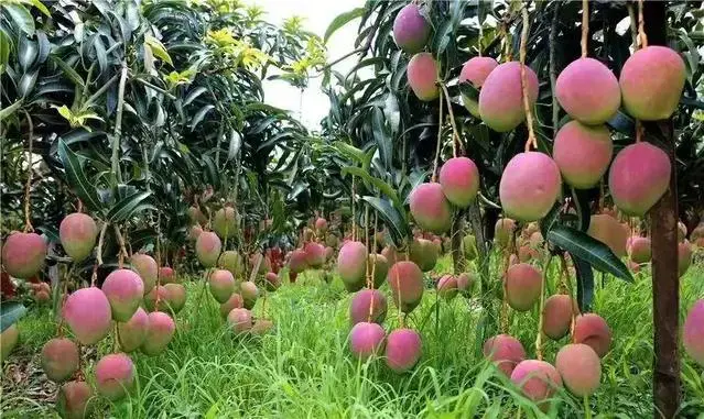 吉尼斯认证的世界最大规模芒果种植园“诞生”！就在华坪