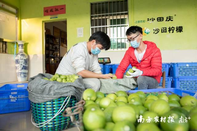 广州理工男回家带乡亲种柠檬，一年收益超千万元