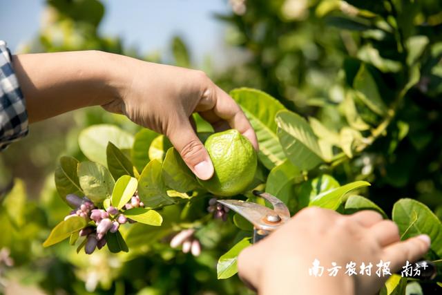 广州理工男回家带乡亲种柠檬，一年收益超千万元