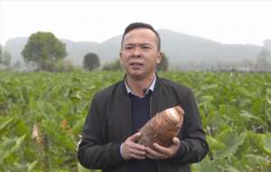 荔浦芋头盖膜种植(小伙种植芋头创业，年销售额达7000多万元，单价凭啥比别人高四倍)