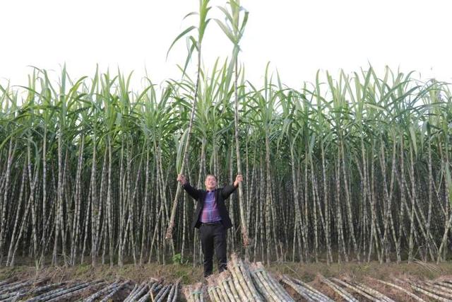 瑞安：甘蔗种出亿元产值