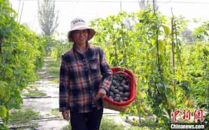 鸡蛋果怎么种植(探访新疆南部百香果露天种植园：品相好味道浓 市场潜力大)
